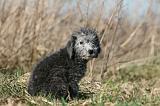 BEDLINGTON TERRIER 123